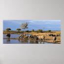Suche nach afrikanischer elefant poster Tag