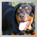 Suche nach rottweiler poster Welpen