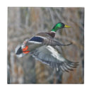 Suche nach stockente fliesen Natur