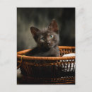 Suche nach basket postkarten Katze