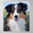Suche nach australian shepherd poster Hund