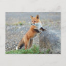 Suche nach säugetiere postkarten Rotfuchs