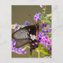 Suche nach papilio postkarten Blume