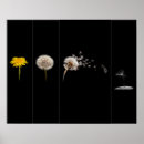 Suche nach gelber löwenzahn poster Foto