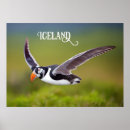 Suche nach puffin poster Natur
