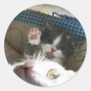 Suche nach babykatze aufkleber Lustig