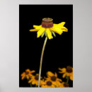 Suche nach gelbe augen poster Wildblume