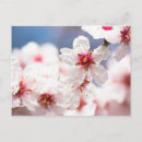 Suche nach mandelblüten postkarten Blühen