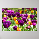 Suche nach gelbe tulpen poster Niedlich