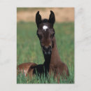 Suche nach fohlen poster Foal