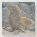 Suche nach galapagos untersetzer Superstock