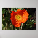 Suche nach orange mohnblume poster Blumenreich