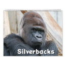 Suche nach silverbacks Silverback gorillas