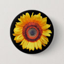 Suche nach sonnenblumen buttons Fotografie