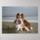 Suche nach kavalier poster Welpen