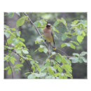Suche nach zeder waxwing Baum