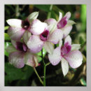 Suche nach orchideen dekoration poster Fotografie