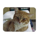 Suche nach tabbykatze magnete Orange tabby