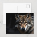 Suche nach wilder hund postkarten Wolf