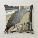 Suche nach stand kissen Afrikanischer grauer papagei