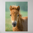 Suche nach shetland pony poster Niedlich