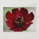 Suche nach schokoladen postkarten Blume