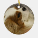 Suche nach cocker spaniel ornamente Hund