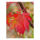 Suche nach ahorn poster Herbst