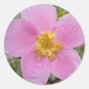 Suche nach tau aufkleber Rose