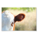 Suche nach braune kuh poster Niedlich