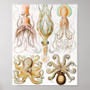 Suche nach octopus poster Zeichnend