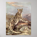 Suche nach schneeleopard poster Leoparden