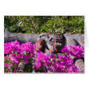 Suche nach wasserspeier postkarten Von