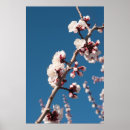 Suche nach aprikosen poster Blüten