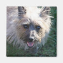 Suche nach kleine hunde magnete Glücklich