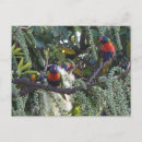 Suche nach australischer vogel postkarten Australie