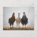 Suche nach vögel auf der ganzen welt poster Ganze länge