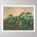 Suche nach olivenhain poster Gogh