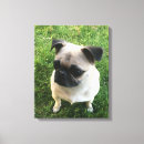 Suche nach junges tier leinwandbilder Welpe