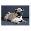 Suche nach couch postkarten Mops