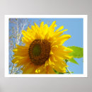 Suche nach gelbe sonnenblume poster Natur