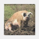 Suche nach schwein lustig magnete Spaß