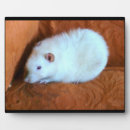 Suche nach ratte alle fotoplatten Niedlich