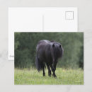 Suche nach shetlandpony postkarten Schwarz