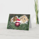 Suche nach meerschweinchen karten Cavy