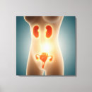 Suche nach weibliche anatomie leinwandbilder Keine menschen