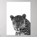 Suche nach dschungel poster Jaguar