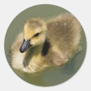 Suche nach gans aufkleber Tier