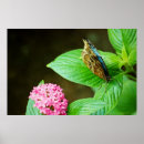 Suche nach morpho poster Natur