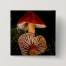 Suche nach pilz buttons Rot